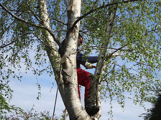 Best Emergency Tree Removal  in USA